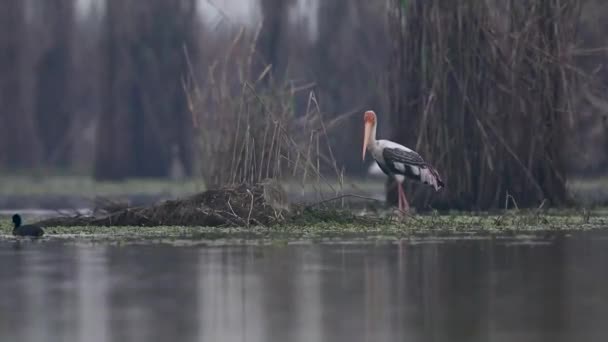 Malowany Bocian Żywiący Się Innymi Ptakami Mokradłach — Wideo stockowe