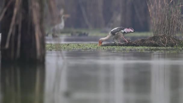 Painted Stork Feeding Other Birds Wetland — Stock Video