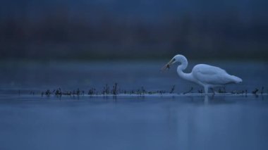 Büyük Egret sabah bir balık yakaladı.