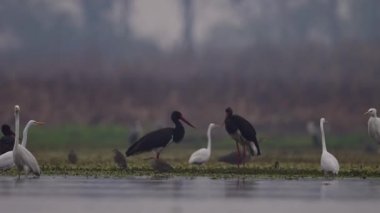 Sulak alanda balık avlamak için kuş sürüsü