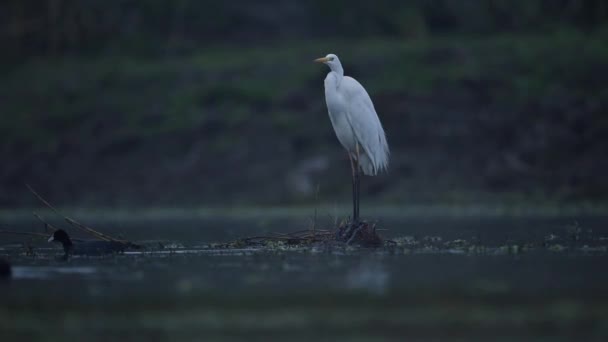 Great Egret Standing Water Early Morning — Stock Video