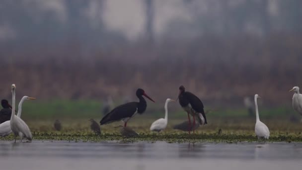Manada Aves Que Pescan Humedales — Vídeos de Stock