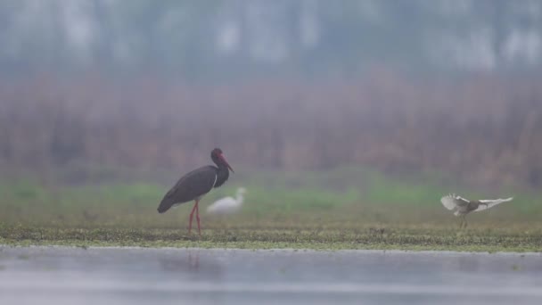 Grue Commune Oiseau Séjournant Sur Lac Matin — Video
