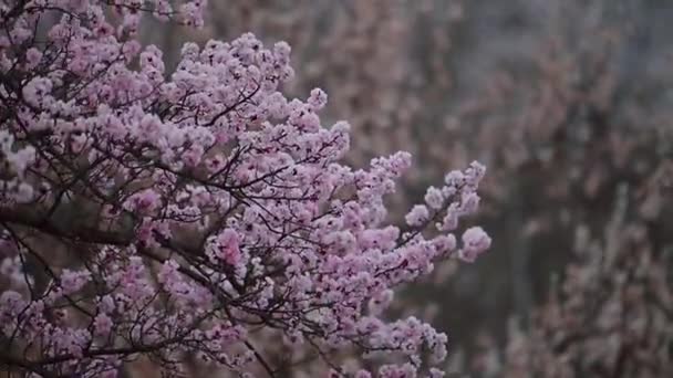 Gałąź Wiśni Wiosną Wietrze — Wideo stockowe
