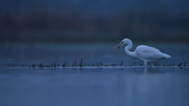 Büyük Egret sabah bir balık yakaladı.