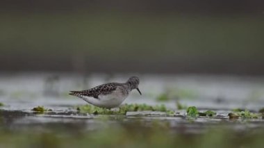 Gölette çulluk (Tringa glareola)