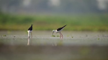 Kara Kanatlı Stilts, sabahları gölde besleniyor