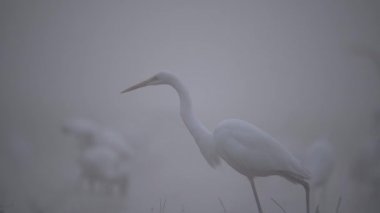 Sisli bir sabahta Akbalıkçıl sürüsü