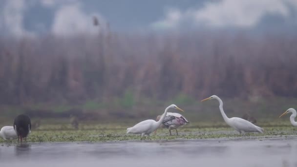 Malowany Bocian Żywiący Się Innymi Ptakami Mokradłach — Wideo stockowe