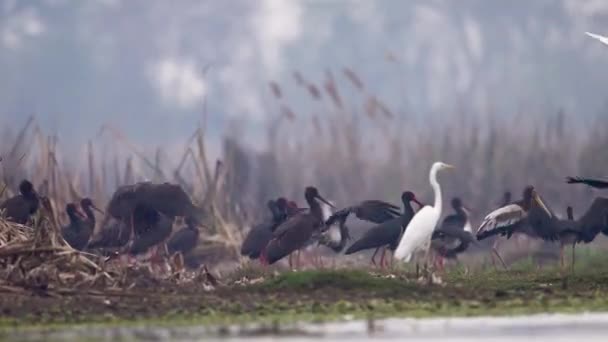 Vogelschwärme Fischen Feuchtgebiet — Stockvideo