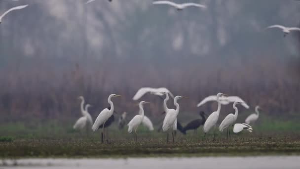 湿地帯の素晴らしい白い挨拶 — ストック動画