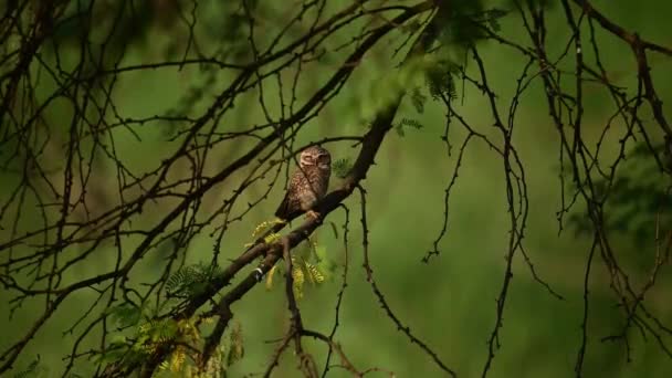Όμορφη Spotted Owlet Στο Δάσος — Αρχείο Βίντεο