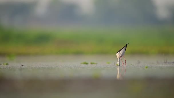 早上湖中的黑翼倾斜觅食 — 图库视频影像