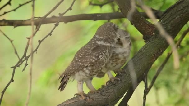 Ζευγάρι Spotted Owlet Διάθεση Αγάπης Στο Δάσος — Αρχείο Βίντεο