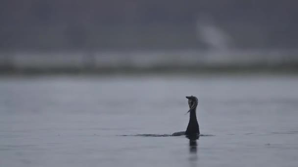 Grote Aalscholver Ving Een Vis Bij Zonsopgang — Stockvideo