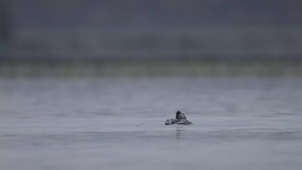 Büyük Karabatak Gündoğumunda Bir Balık Yakaladı — Stok video