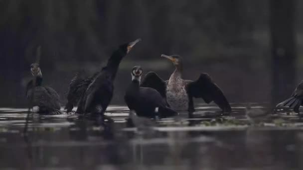 Sekumpulan Burung Cormorants Besar Pagi Hari — Stok Video