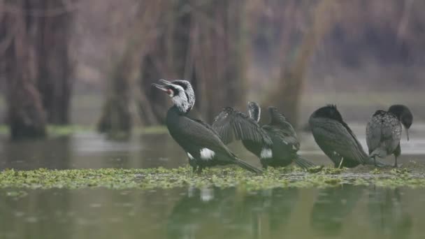 Flock Stora Skarvar Morgonen — Stockvideo