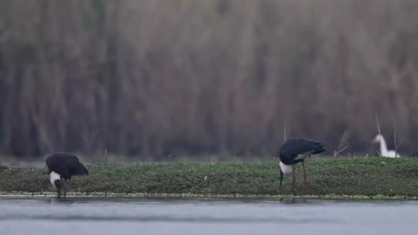 在湿地与其他鸟类一起觅食的毛颈鹤 — 图库视频影像