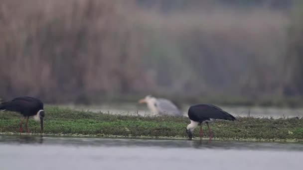 湿地の他の鳥と餌を与える毛むくじゃらのコウノトリ — ストック動画