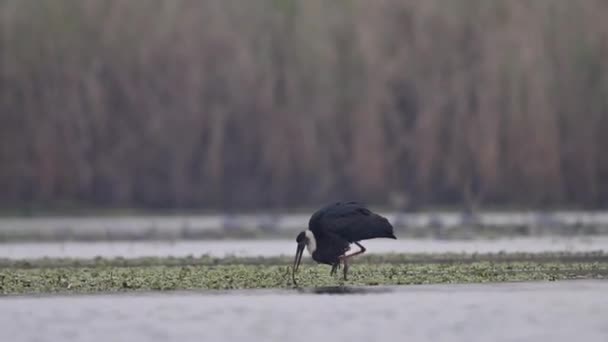 在池塘里喂毛茸茸的鹤 — 图库视频影像