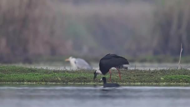 与湿地内其他雀鸟共同觅食的毛颈鹤 — 图库视频影像