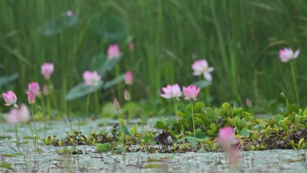 Mignon Petit Oiseau Relaxant Sur Marais Avec Des Fleurs Tilleul — Video