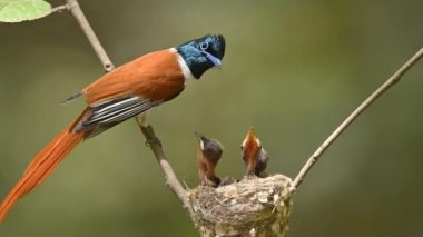 Asya Cenneti sinekkapanı yavruları besliyor