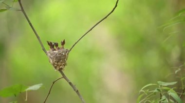 Asya Cenneti sinekkapanı yavruları besliyor