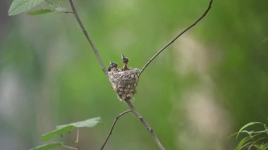 Asya Cenneti sinekkapanı yavruları besliyor