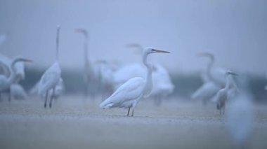 Sisli bir sabahta Akbalıkçıl sürüsü