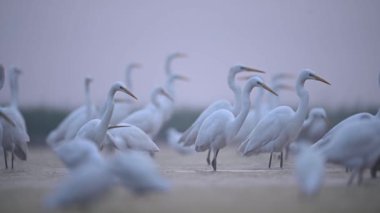 Sisli bir sabahta Akbalıkçıl sürüsü