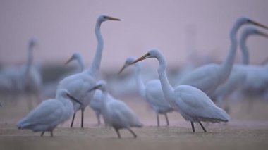 Sisli bir sabahta Akbalıkçıl sürüsü