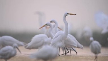 Sisli bir sabahta Akbalıkçıl sürüsü
