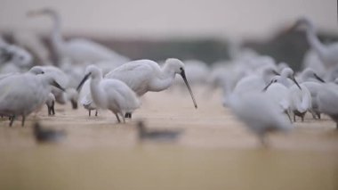 Büyük beyaz balıkçıllar sulak alanlarda