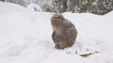 Rhesus makaque maymunu (Macaca mulatta) kar yağışı altında