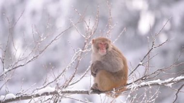 Rhesus makaque maymunu (Macaca mulatta) kar yağışı altında bir ağaçta