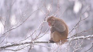 Rhesus makaque maymunu (Macaca mulatta) kar yağışı altında bir ağaçta