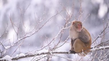 Rhesus makaque maymunu (Macaca mulatta) kar yağışı altında bir ağaçta