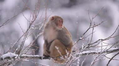 Rhesus makaque maymunu (Macaca mulatta) kar yağışı altında bir ağaçta