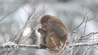 Rhesus makaque maymunu (Macaca mulatta) kar yağışı altında bir ağaçta