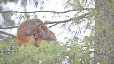 Rhesus Makakka maymunlarının donmuş ailesi (Macaca mulatta) bir ağaçta kar yağışı altında.