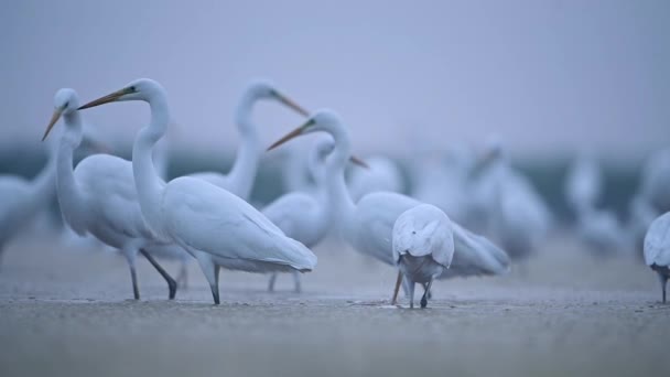 Flock Egrets Misty Morning — Stock Video