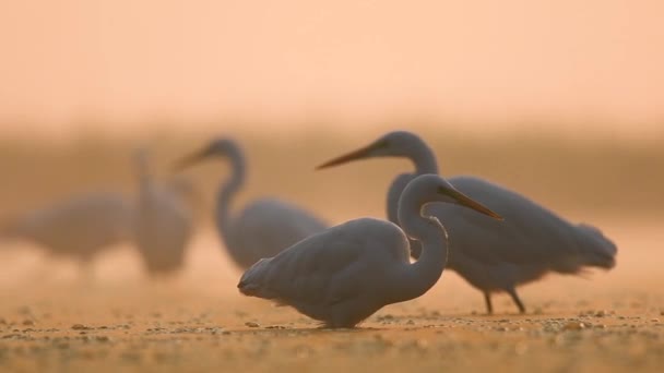 日出时分 雾蒙蒙的早晨 成群的白鹭群集在一起 — 图库视频影像