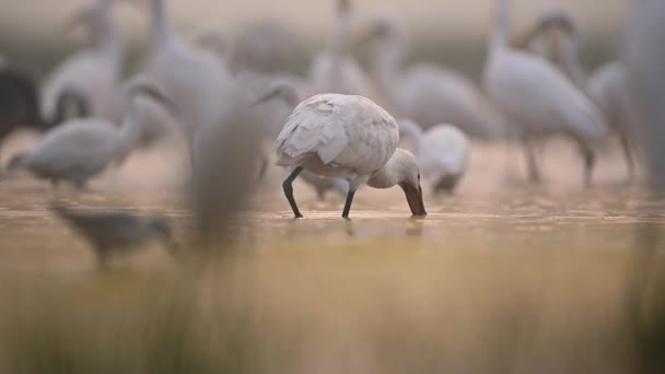 Great White Egrets Wetlands — Stock Video