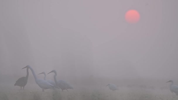 Зграя Еґретів Туманний Ранок Сході Сонця — стокове відео