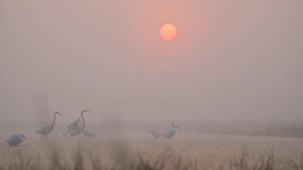 Reiherherherde Nebligen Morgen Bei Sonnenaufgang — Stockvideo