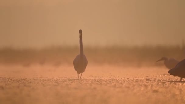 日没時の湿地帯での大きな白い挨拶 — ストック動画