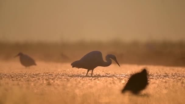 日出时分 雾蒙蒙的早晨 成群的白鹭群集在一起 — 图库视频影像