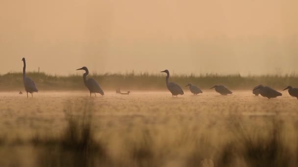 Flock Egrets Misty Morning Sunrise — Stock Video